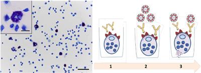 Study of Antibody-Dependent Reactions of Mast Cells In Vitro and in a Model of Severe Influenza Infection in Mice